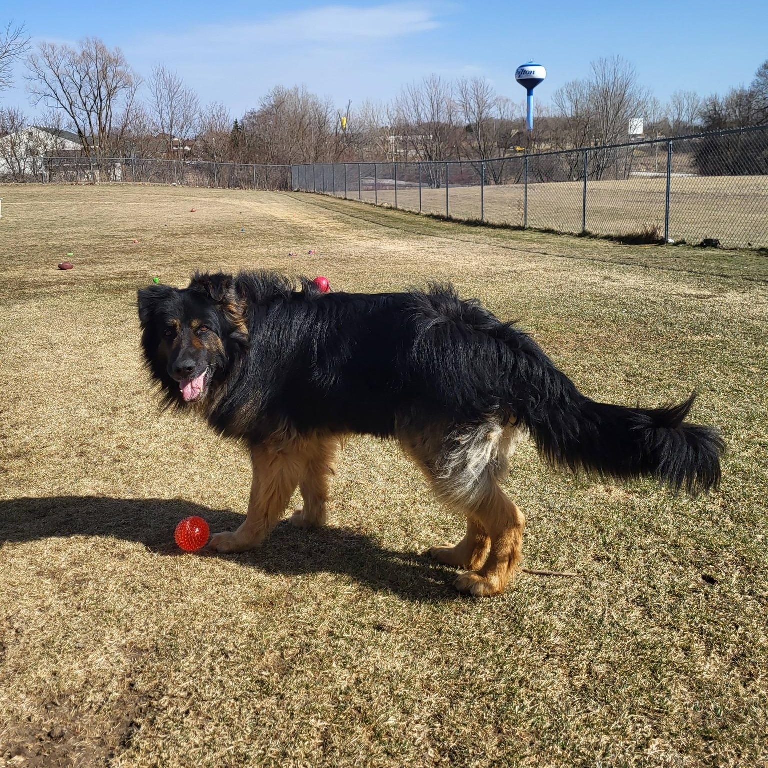 Enlarge Cupcake, a ADOPTABLE German Shepherd Dog in Chilton, WI image 5/6