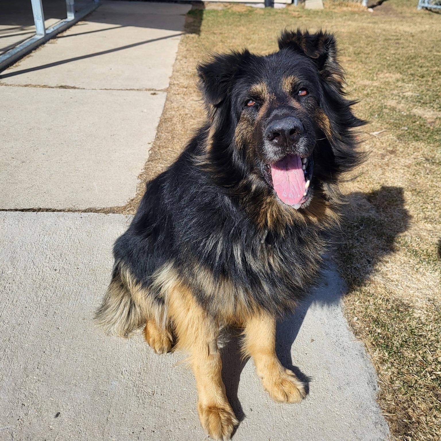 Enlarge Cupcake, a ADOPTABLE German Shepherd Dog in Chilton, WI image 6/6
