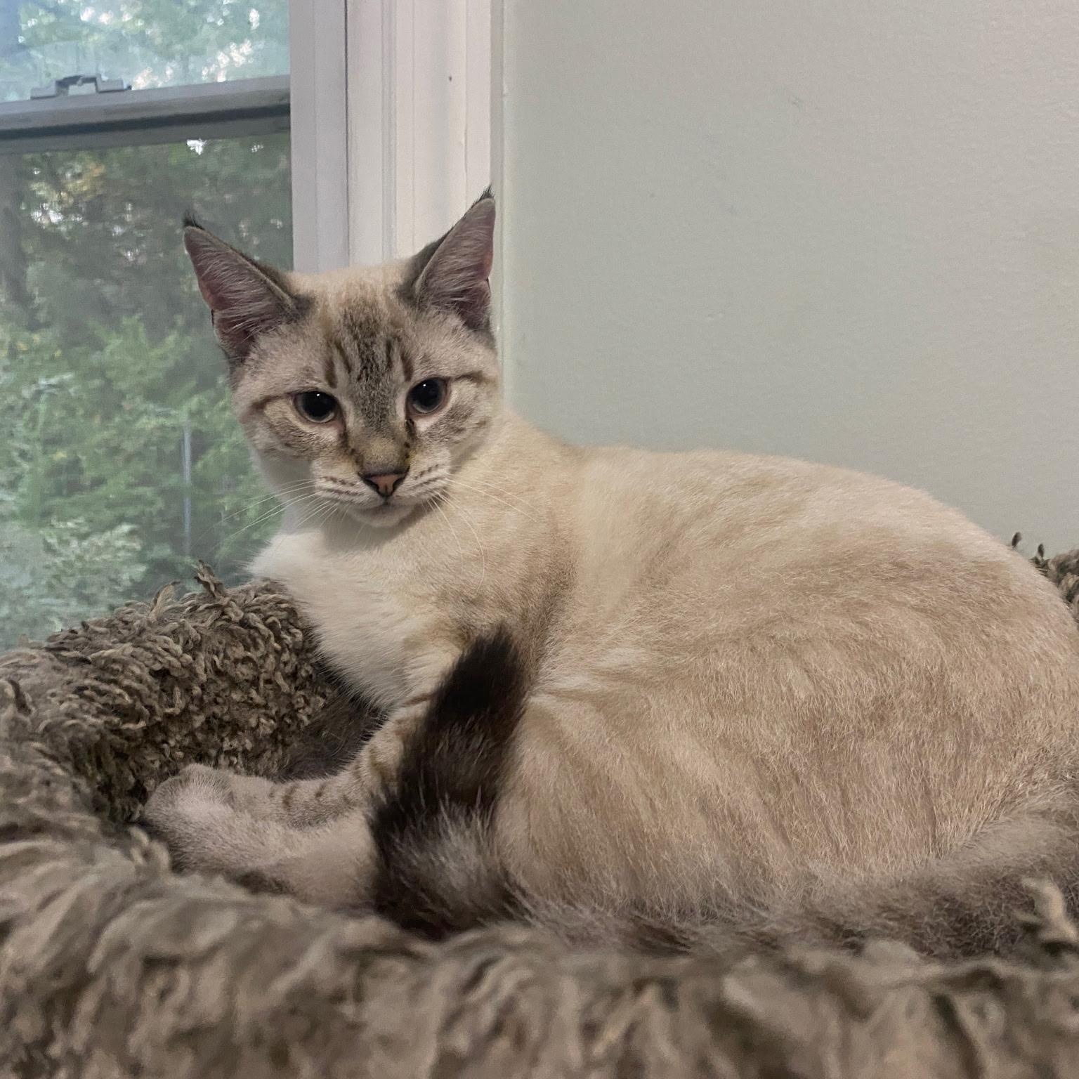 Enlarge Drew, a Adopted Siamese in North Bergen, NJ image 5/6