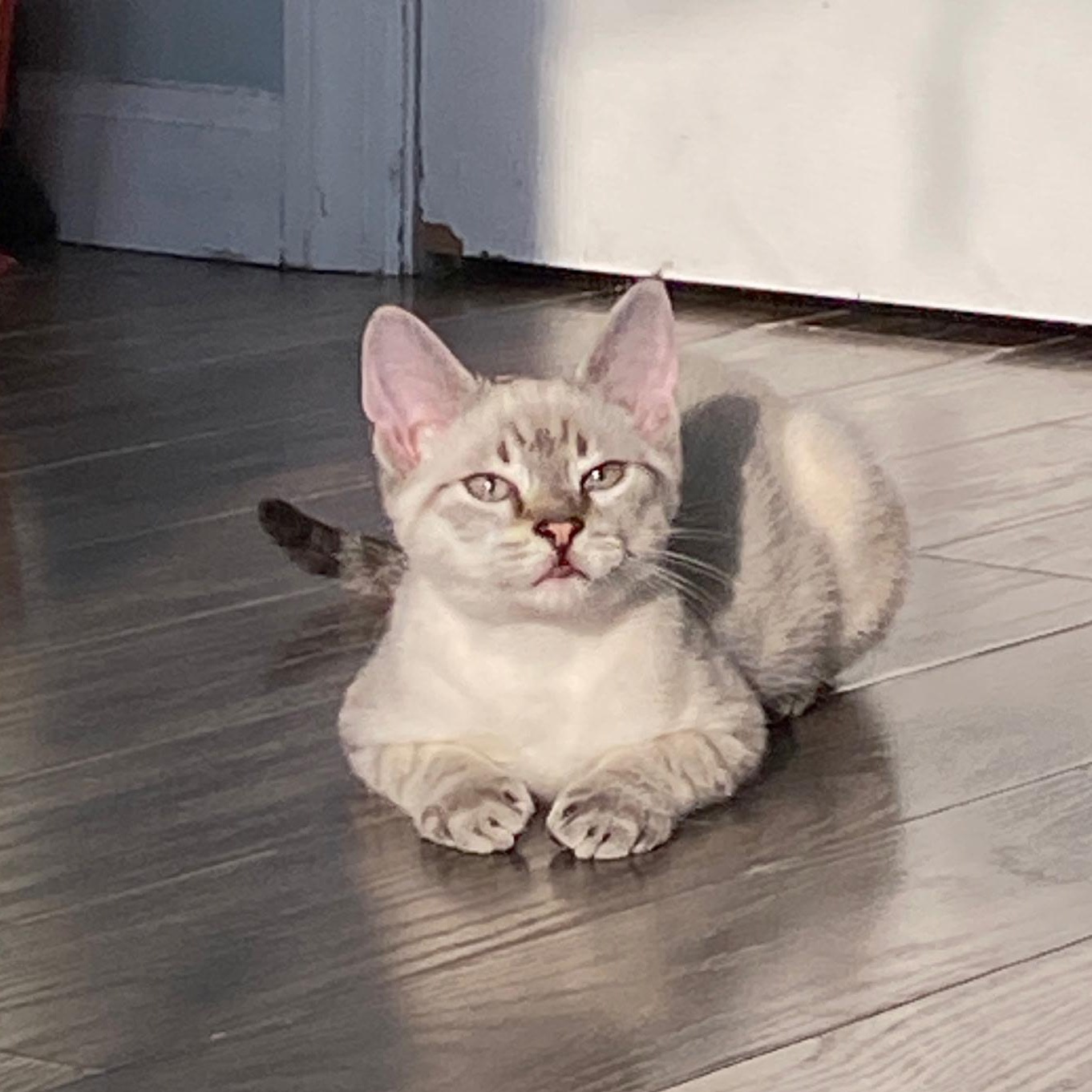 Enlarge Drew, a Adopted Siamese in North Bergen, NJ image 2/6