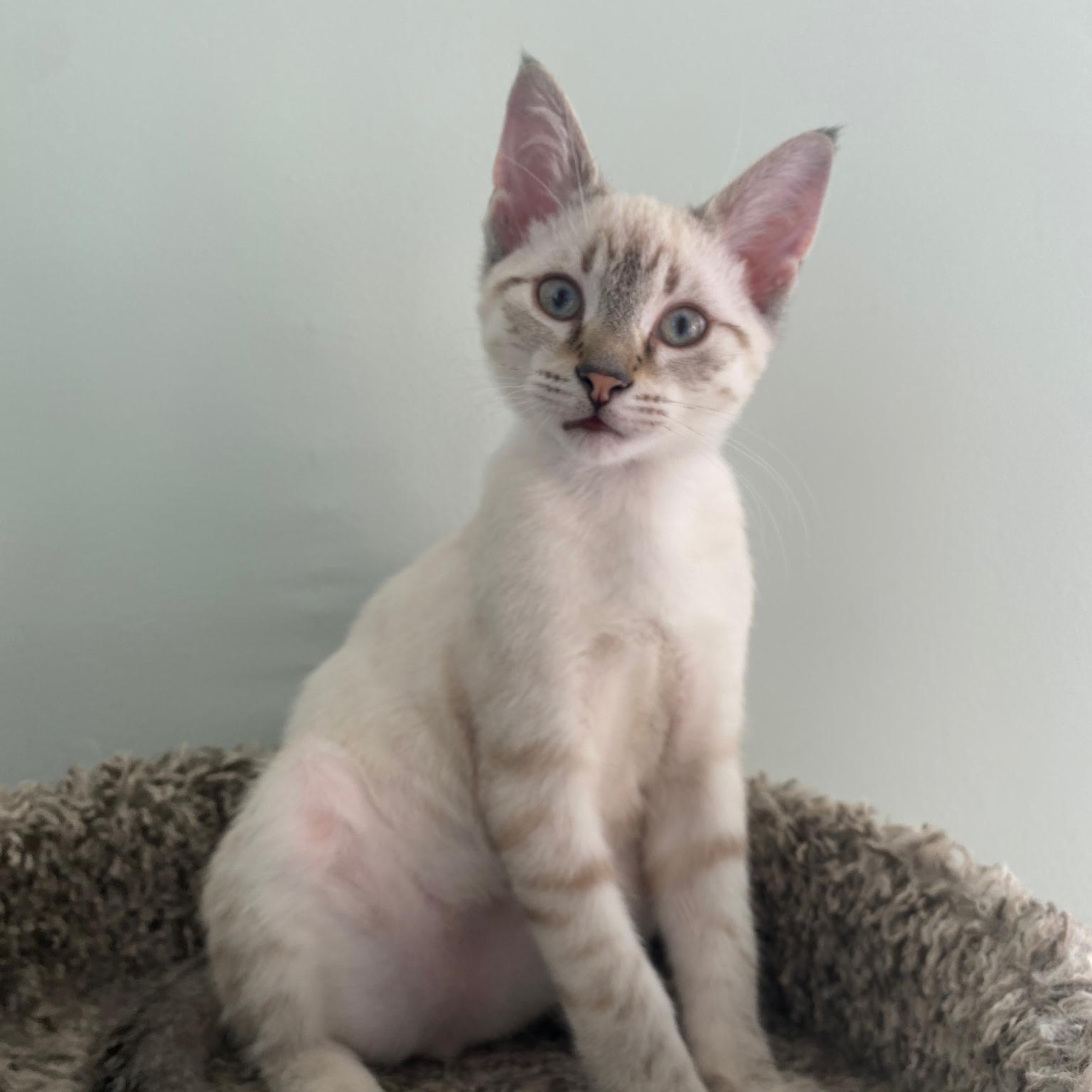 Enlarge Drew, a Adopted Siamese in North Bergen, NJ image 3/6