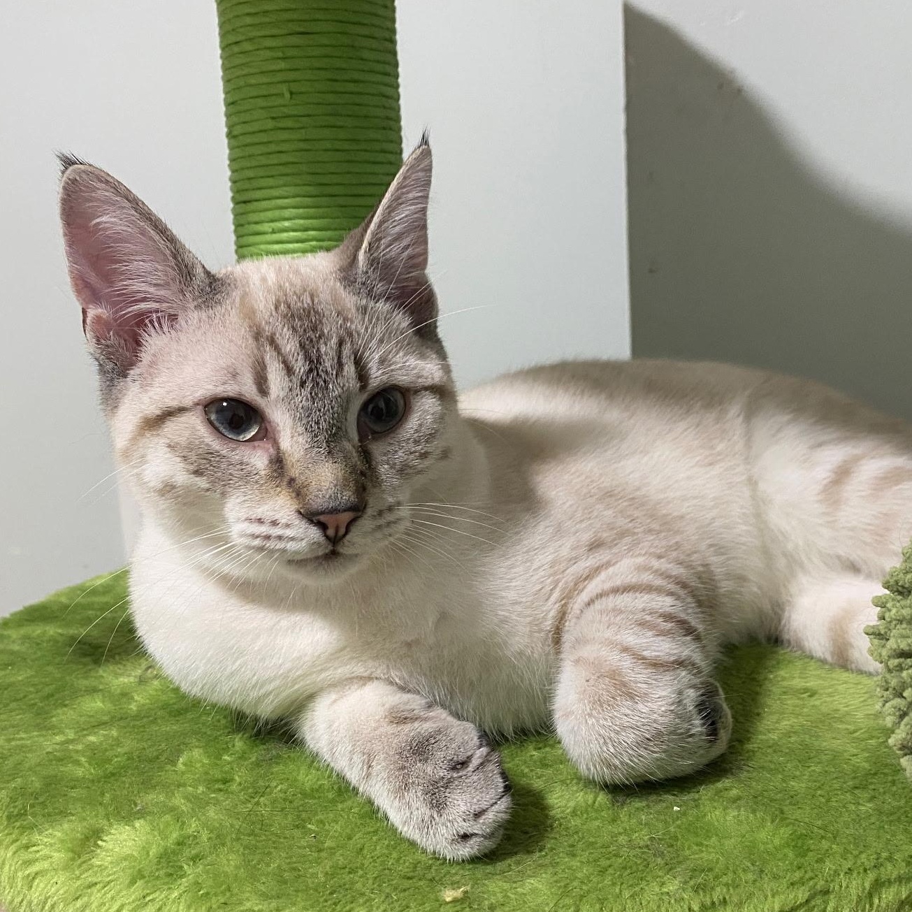 Enlarge Drew, a Adopted Siamese in North Bergen, NJ image 1/6