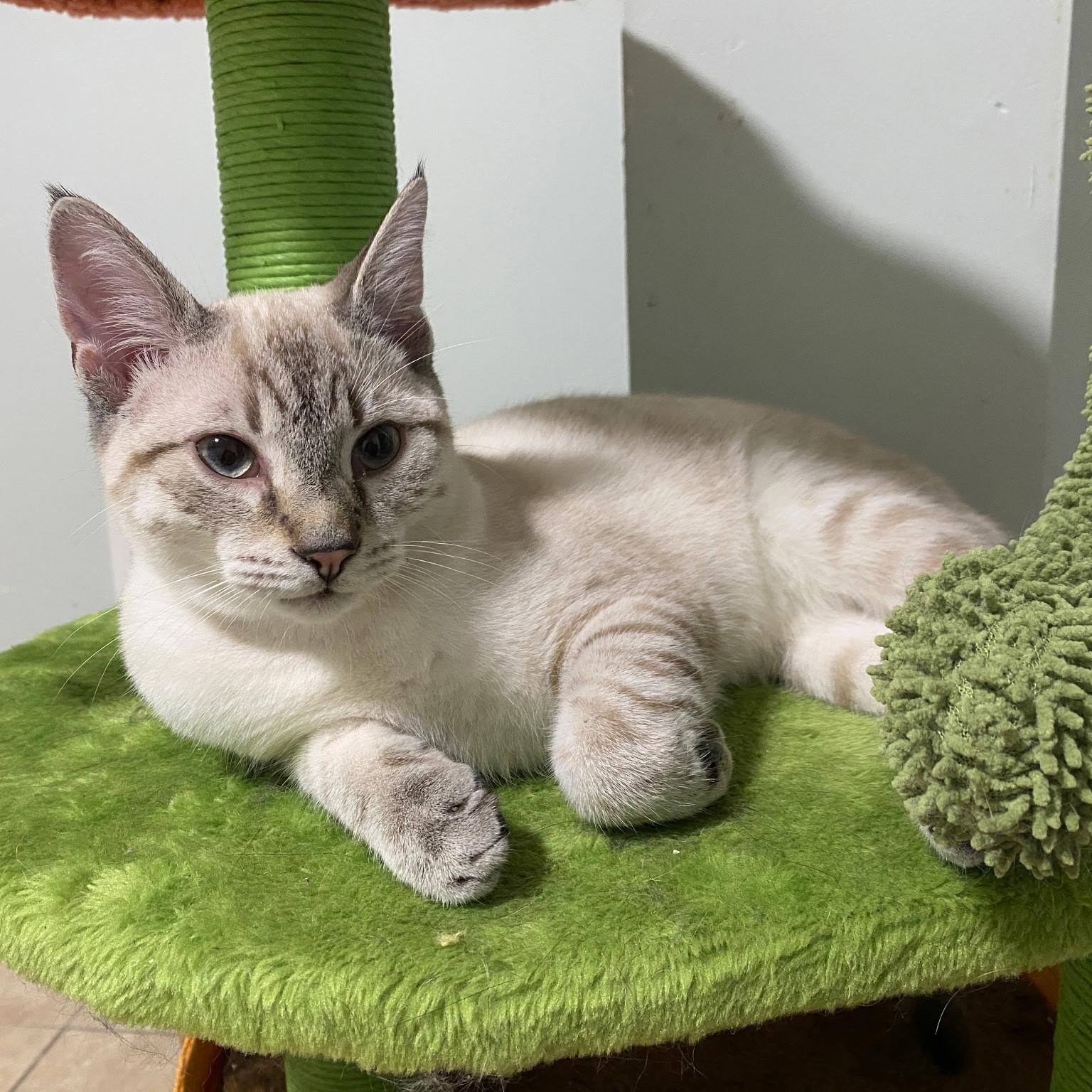 Enlarge Drew, a Adopted Siamese in North Bergen, NJ image 6/6