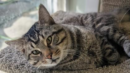 Trip, Adoptable, Adult Male Domestic Short Hair & Domestic Short Hair.