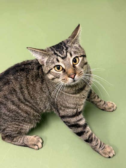 Enlarge Trip, a Adoptable mixed breed in Batavia, OH image 3/3