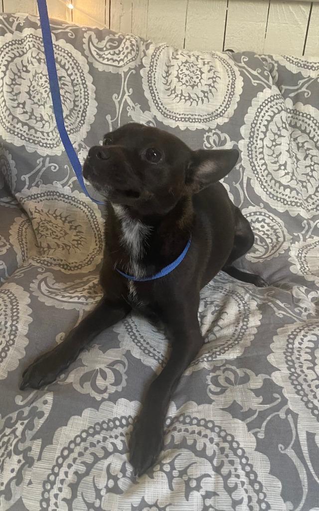 Dior, a Adoptable Chihuahua in Fort Worth, TX image 3/3