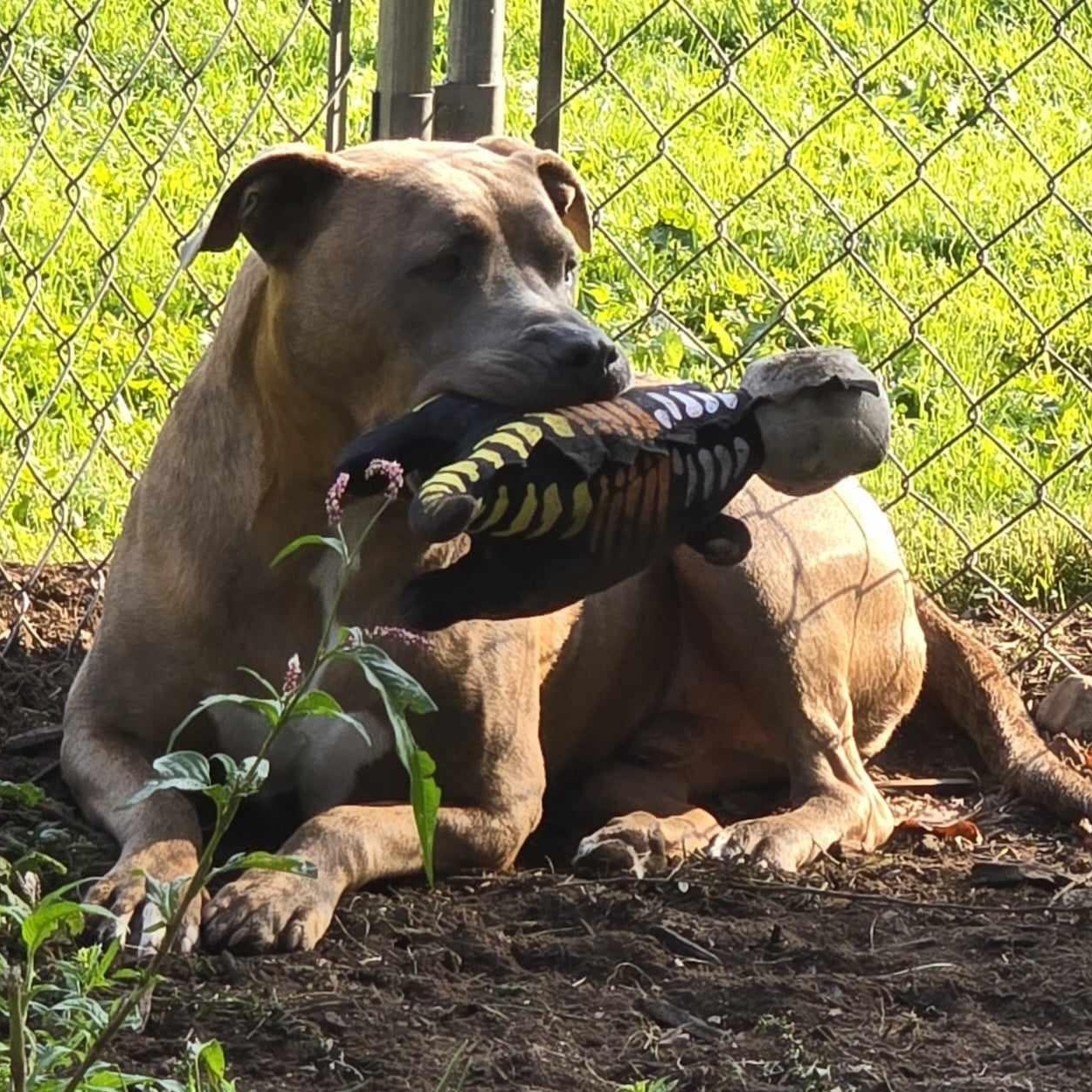 Enlarge Reese, a Adoptable mixed breed in New Windsor, NY image 1/4