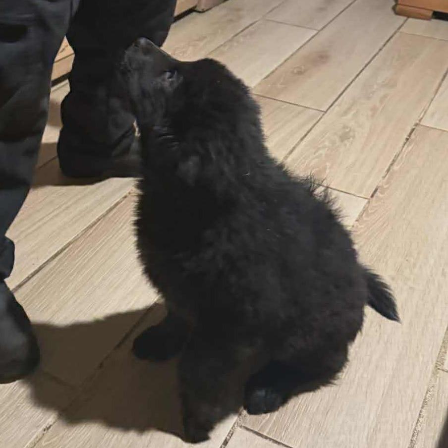 Maisey, Adoptable, Puppy Female Newfoundland Dog.