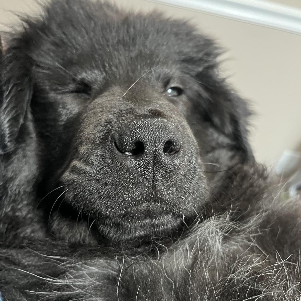 Enlarge Maisey, a Adoptable Newfoundland Dog in Raleigh, NC image 3/6