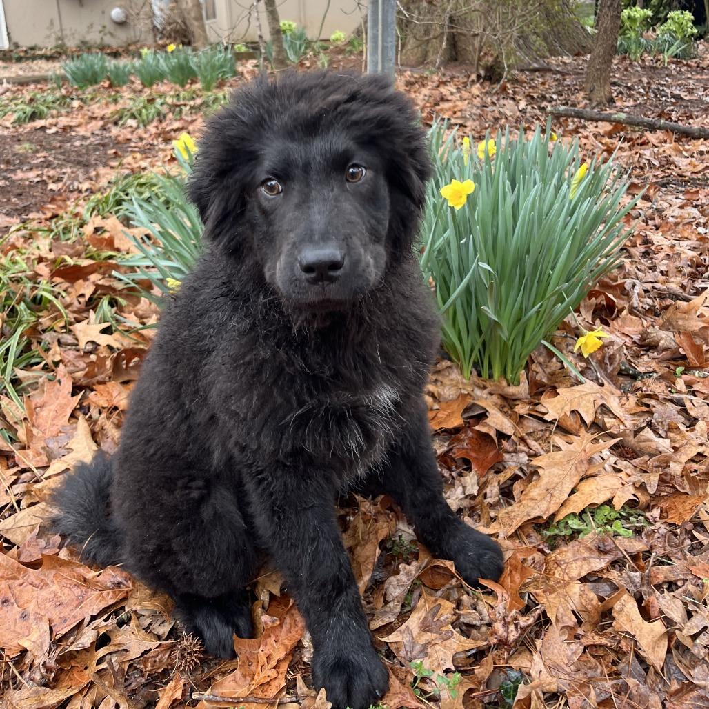 Enlarge Maisey, a Adoptable Newfoundland Dog in Raleigh, NC image 5/6