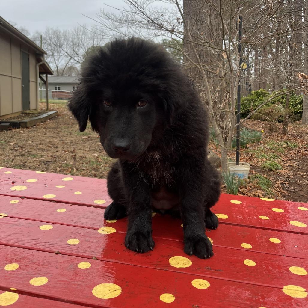 Enlarge Maisey, a Adoptable Newfoundland Dog in Raleigh, NC image 6/6