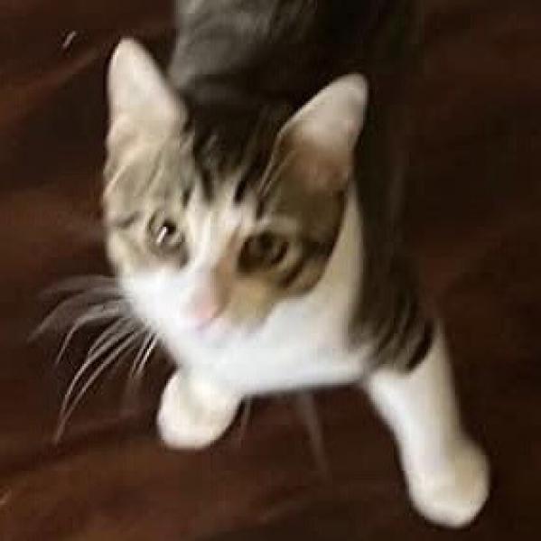 Enlarge Picatso, a Adoptable Domestic Short Hair in Southington, OH image 1/3