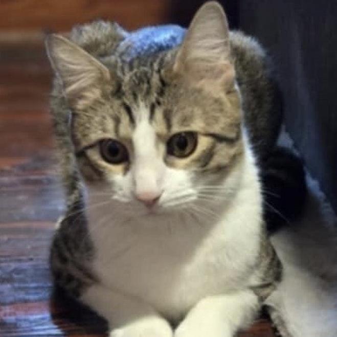 Enlarge Picatso, a Adoptable Domestic Short Hair in Southington, OH image 2/3