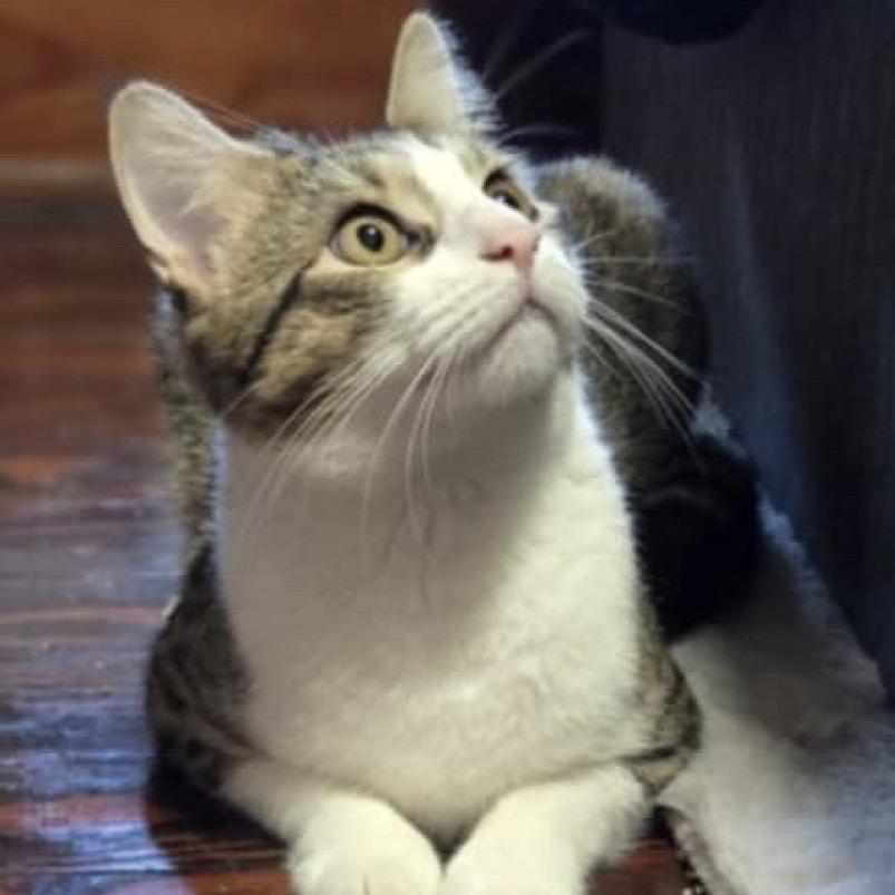 Enlarge Picatso, a Adoptable Domestic Short Hair in Southington, OH image 3/3