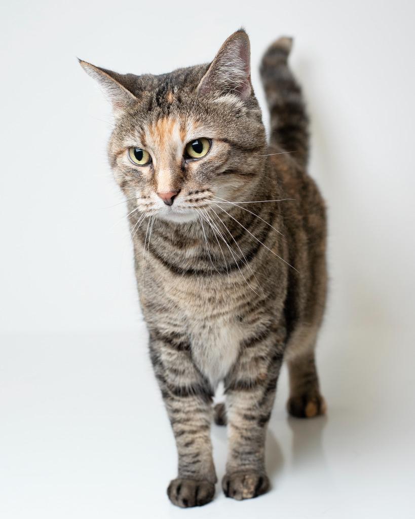 Peeko, Adoptable, Senior Female Domestic Short Hair.