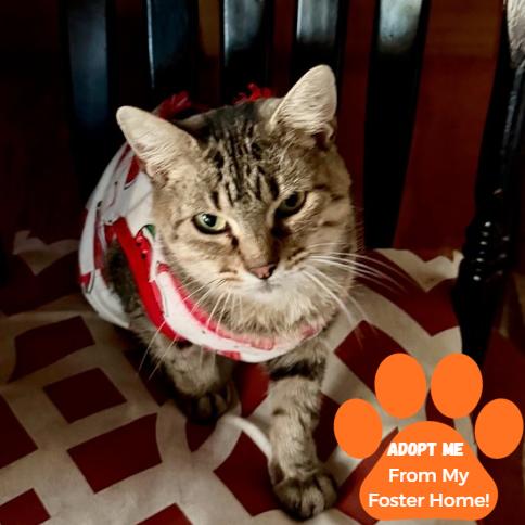 Enlarge Pinecone, a Adoptable Domestic Short Hair in Edwardsville, IL image 1/5