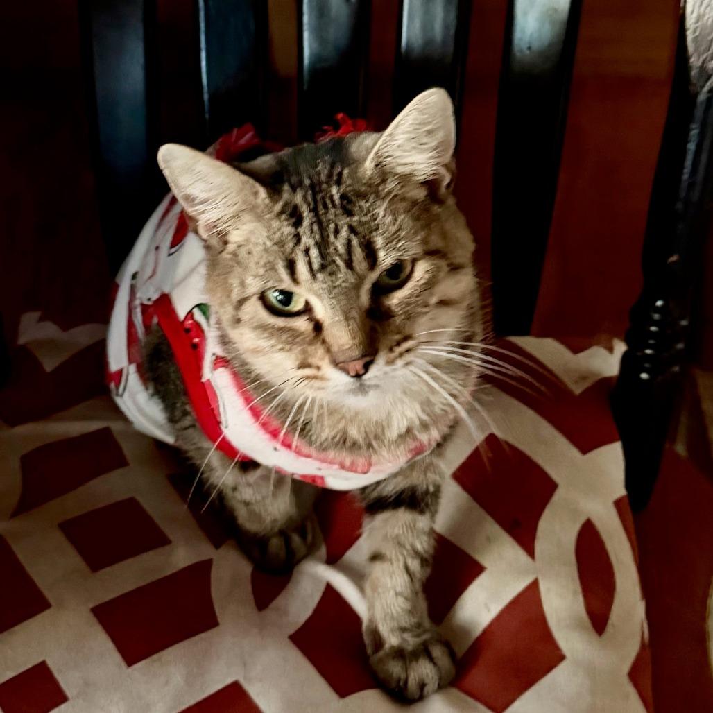 Enlarge Pinecone, a Adoptable Domestic Short Hair in Edwardsville, IL image 1/5