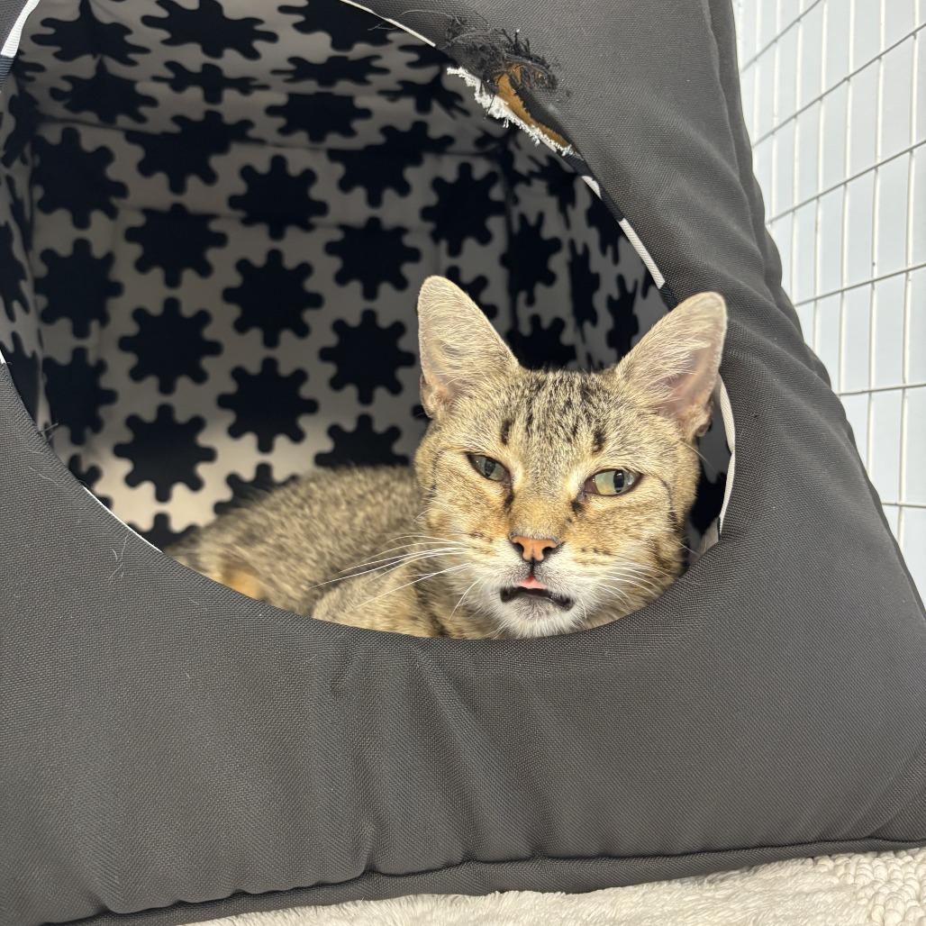 Enlarge Pinecone, a Adoptable Domestic Short Hair in Edwardsville, IL image 5/5