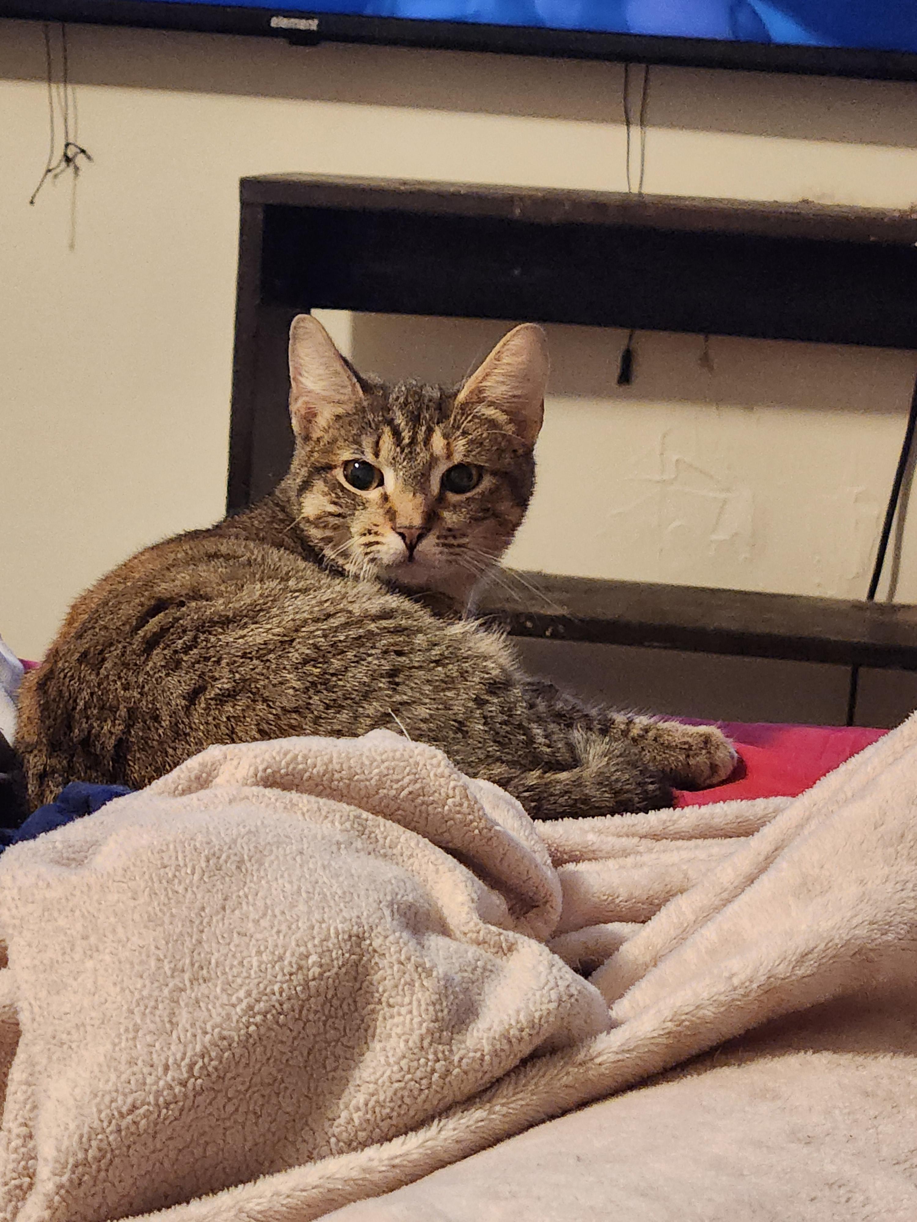 Enlarge Wanda, a ADOPTABLE Domestic Short Hair in Mount Pleasant, TX image 2/2