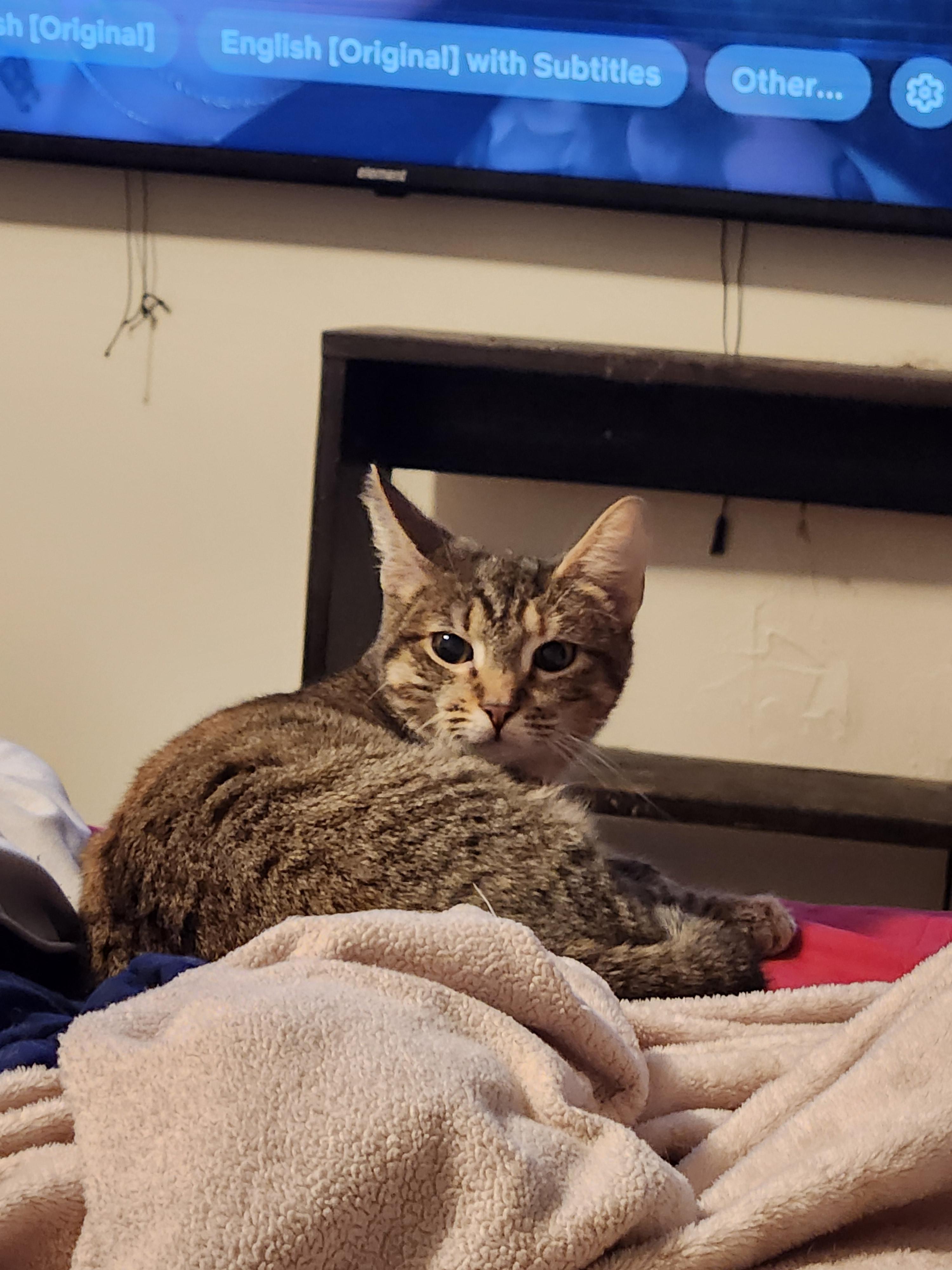 Enlarge Wanda, a ADOPTABLE Domestic Short Hair in Mount Pleasant, TX image 1/2