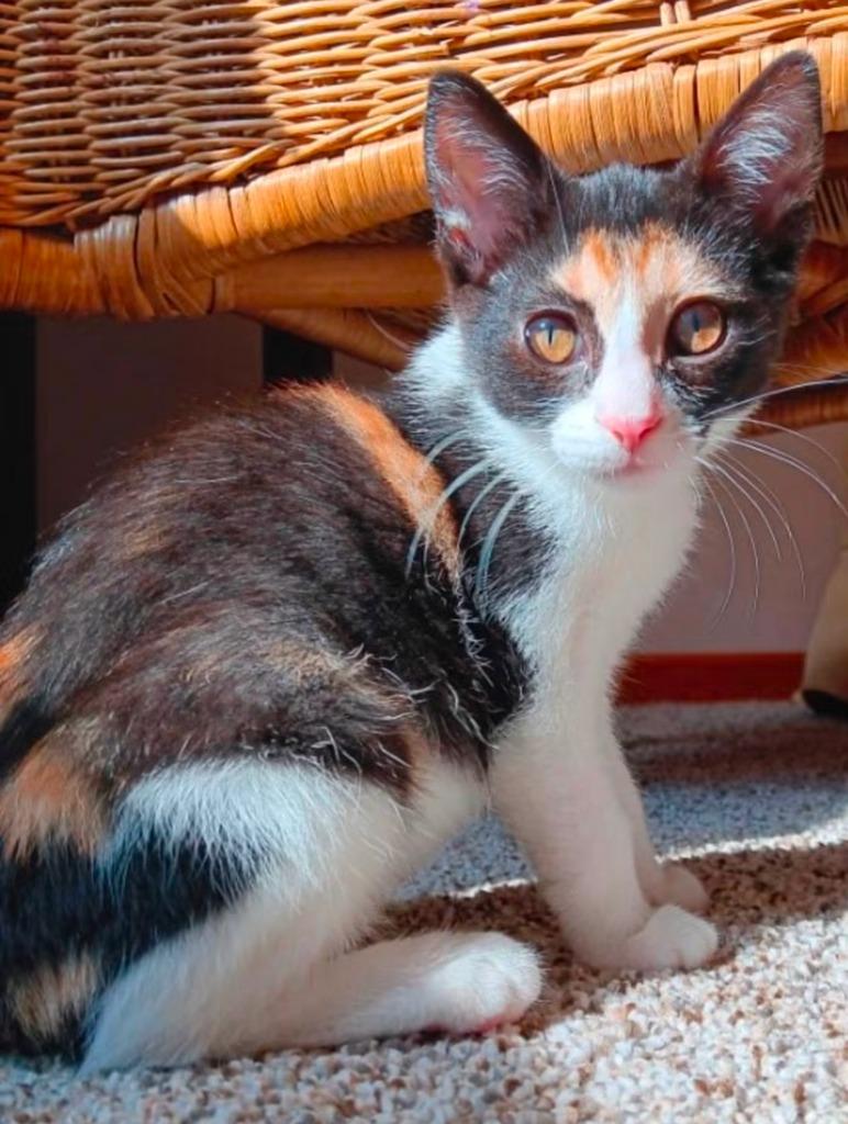 Enlarge Thelma Lou, a Adoptable mixed breed in La Porte, IN image 1/2