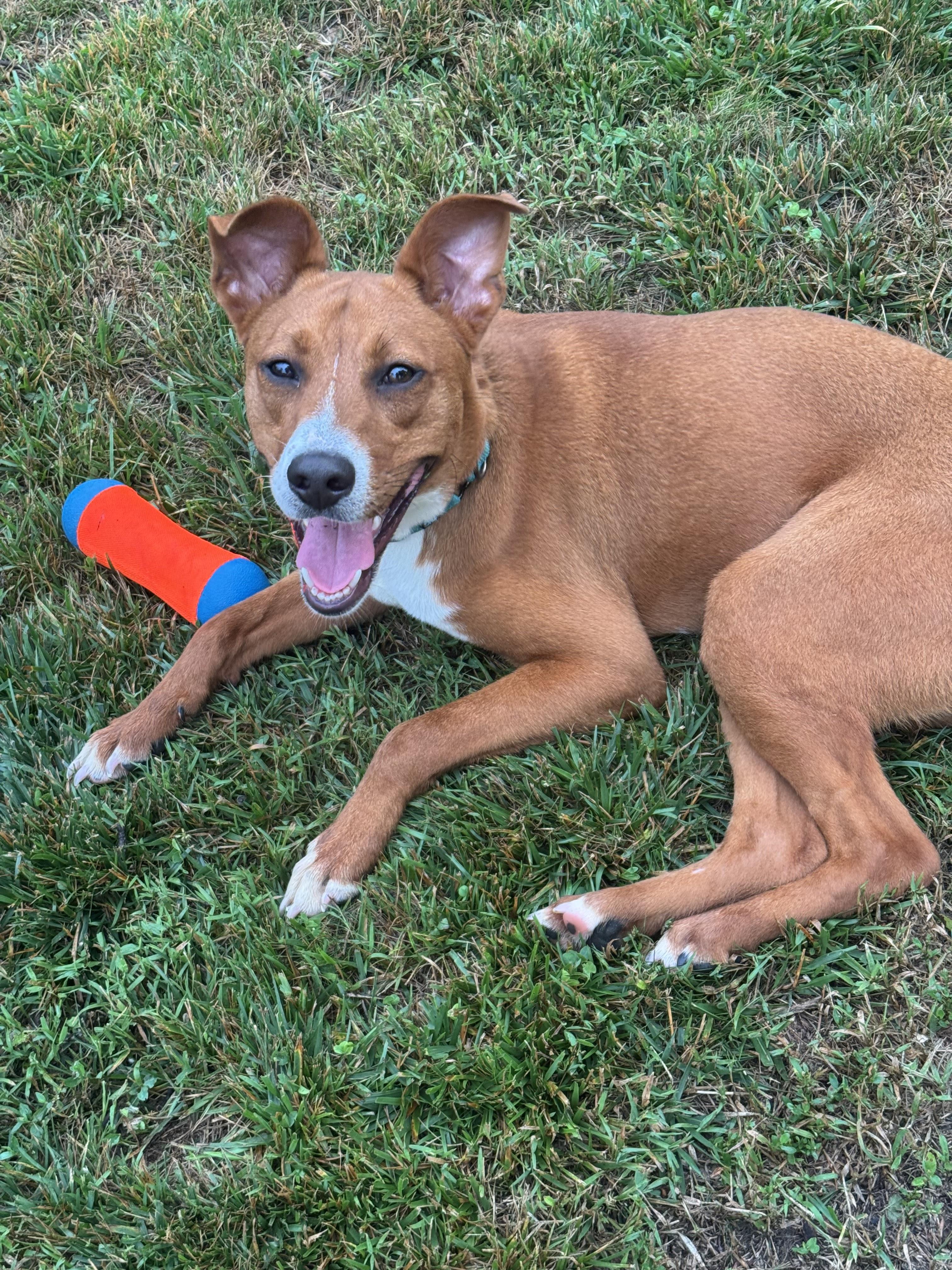 Enlarge Jake, an adopted Mixed Breed in Cranford, NJ image 3/6