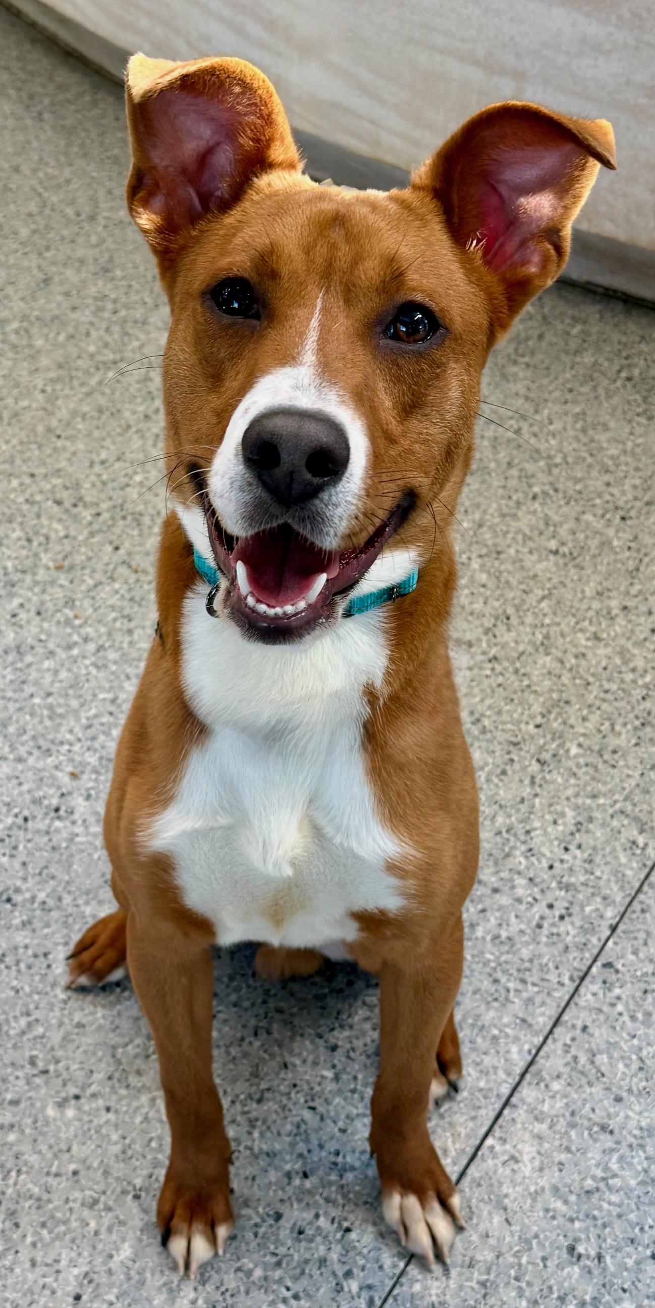 Enlarge Jake, an adopted Mixed Breed in Cranford, NJ image 6/6