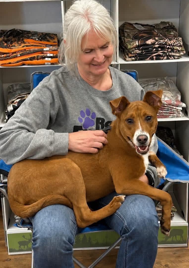 Enlarge Jake, an adopted Mixed Breed in Cranford, NJ image 2/6