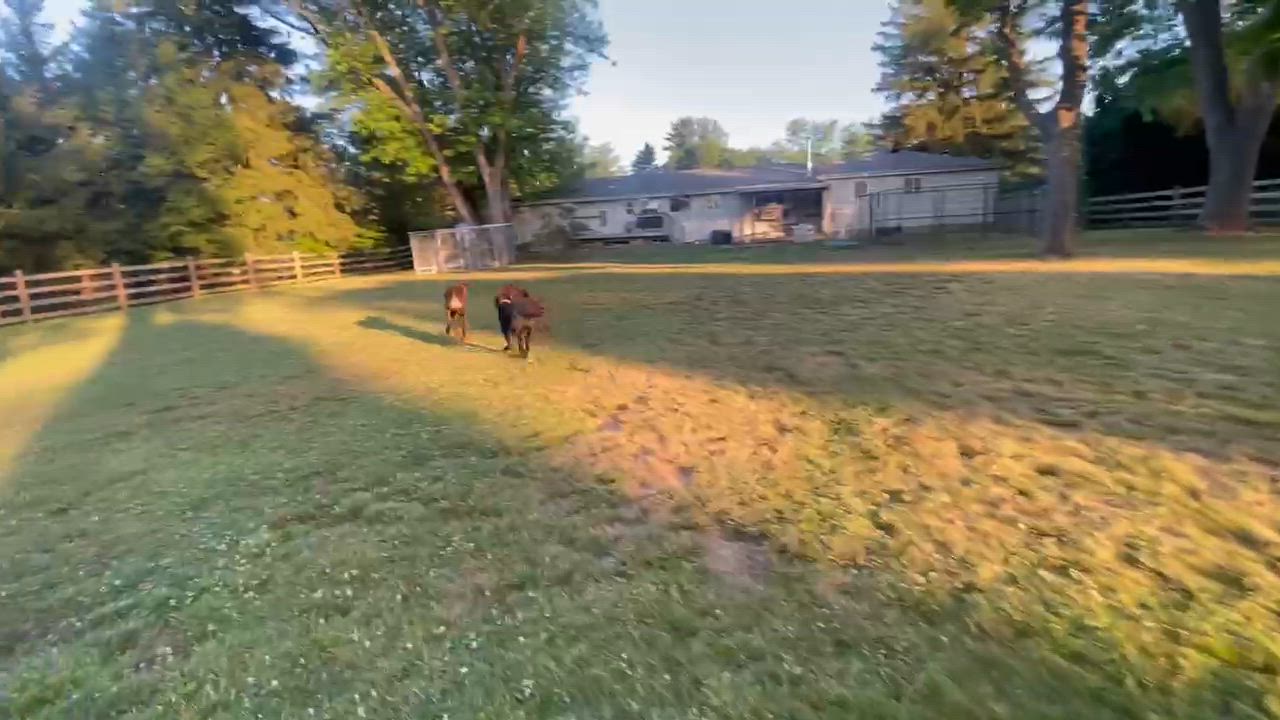 Enlarge Jake, an adopted Mixed Breed in Cranford, NJ video 5/6