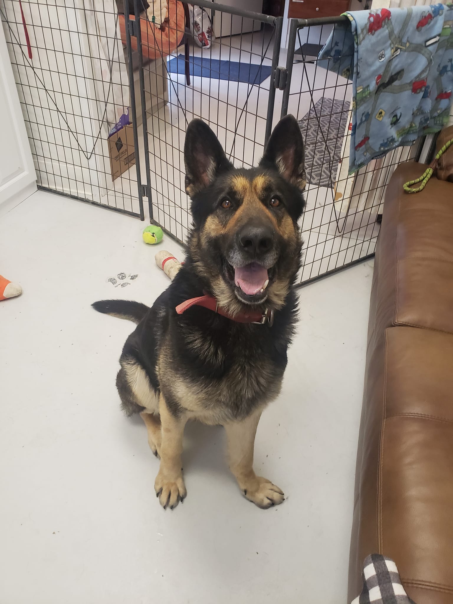 Buford, Adopted, Adult Male German Shepherd Dog.
