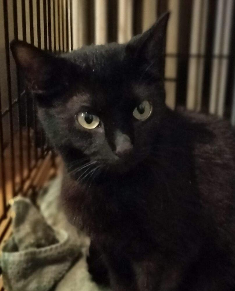 Iris, Adoptable, Adult Female Domestic Short Hair.