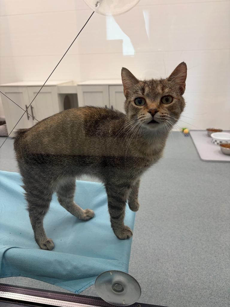 Bunny, a Adoptable Manx in Portland, IN image 1/4