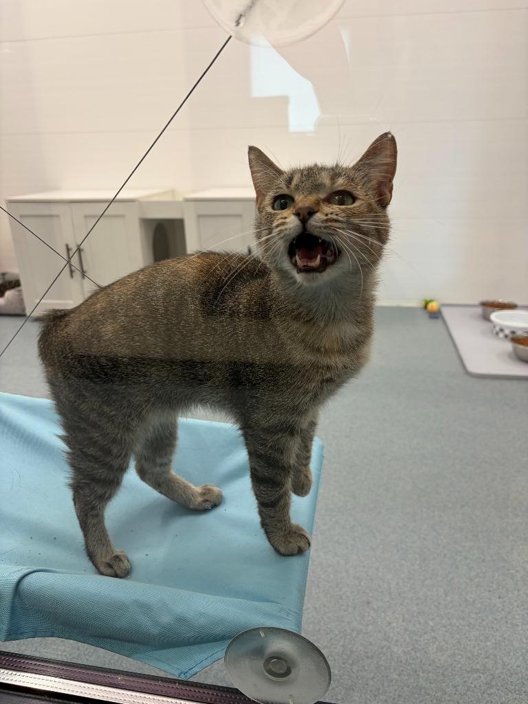 Bunny, a Adoptable Manx in Portland, IN image 3/4