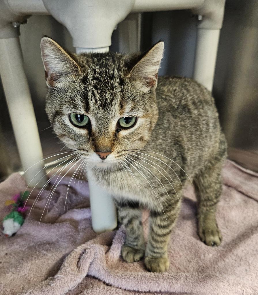 Bunny, a Adoptable Manx in Portland, IN image 4/4