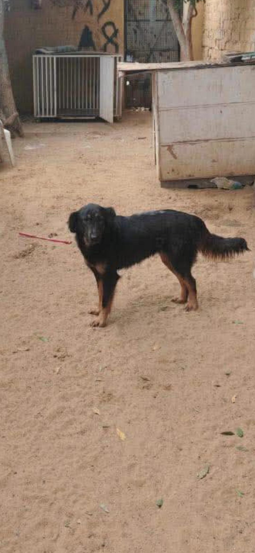 Enlarge Leonie, a ADOPTABLE mixed breed in New York, NY image 5/6