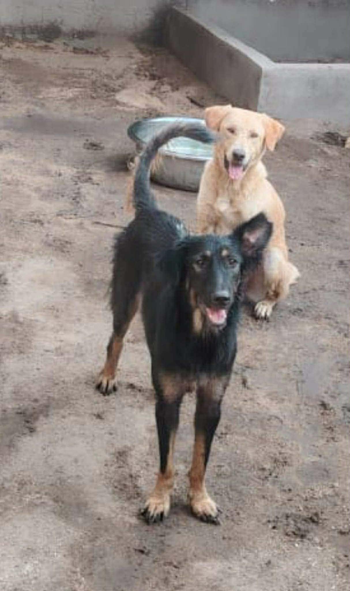 Leonie, ADOPTABLE, Young Female German Shepherd Dog.