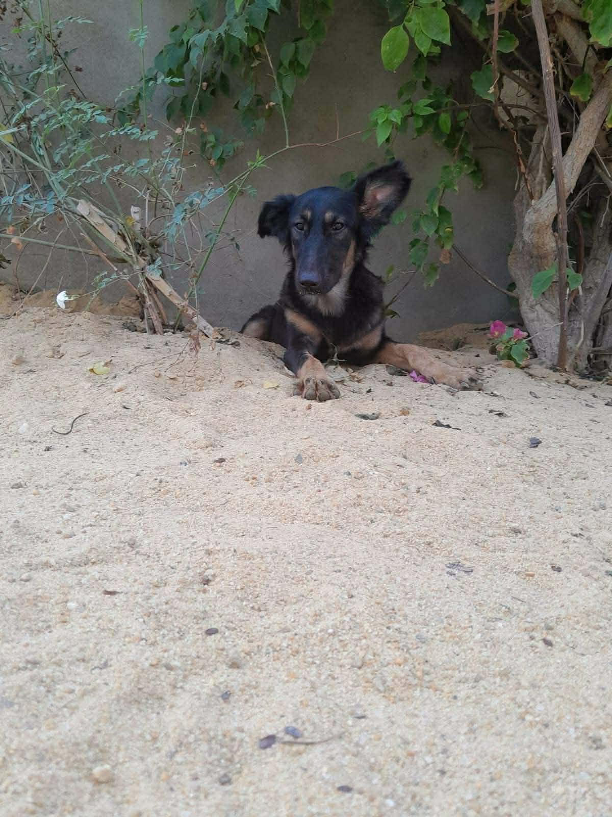 Enlarge Leonie, a ADOPTABLE mixed breed in New York, NY image 6/6