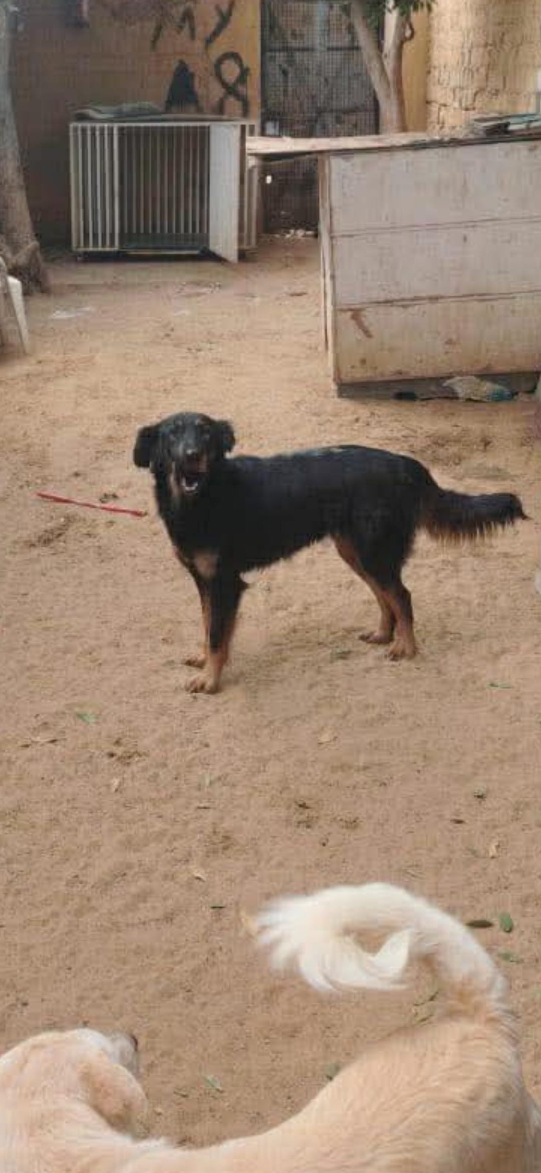 Enlarge Leonie, a ADOPTABLE mixed breed in New York, NY image 2/6
