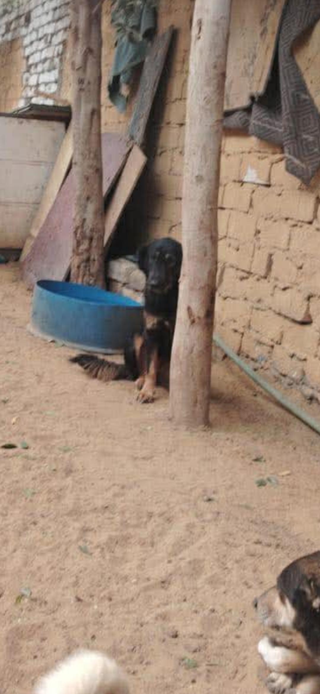 Enlarge Leonie, a ADOPTABLE mixed breed in New York, NY image 4/6