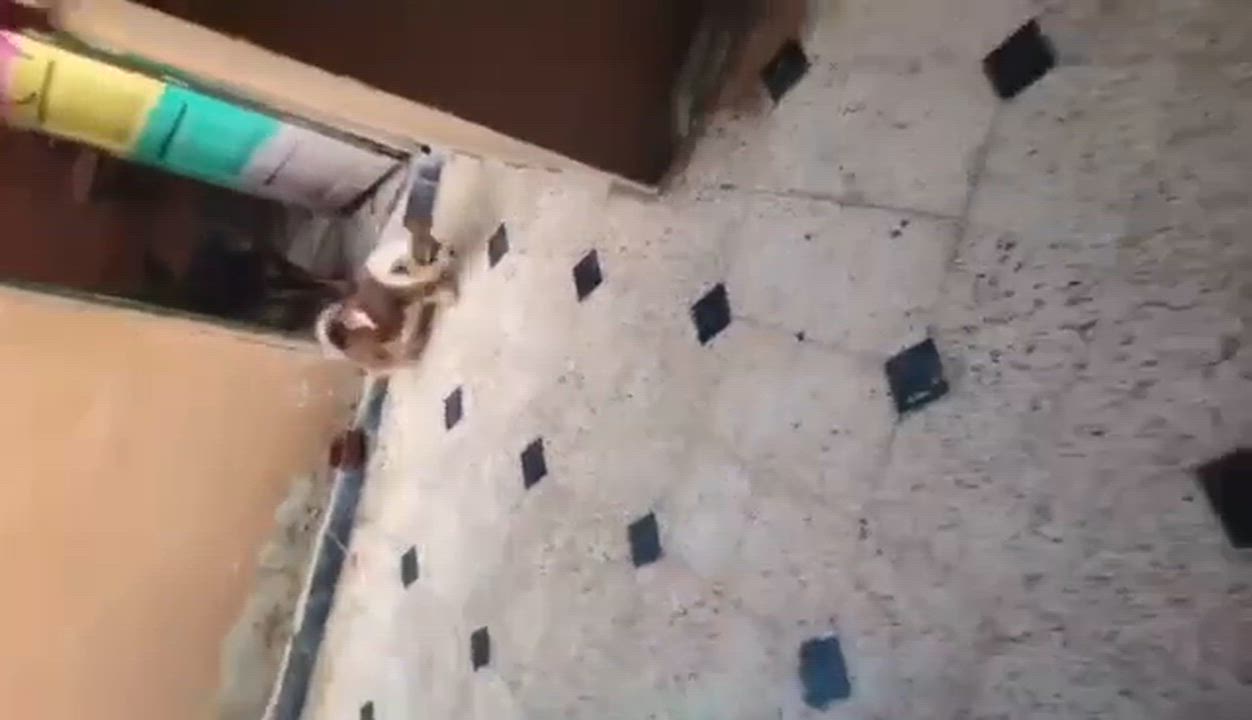 Enlarge Leonie, a ADOPTABLE mixed breed in New York, NY video 3/6