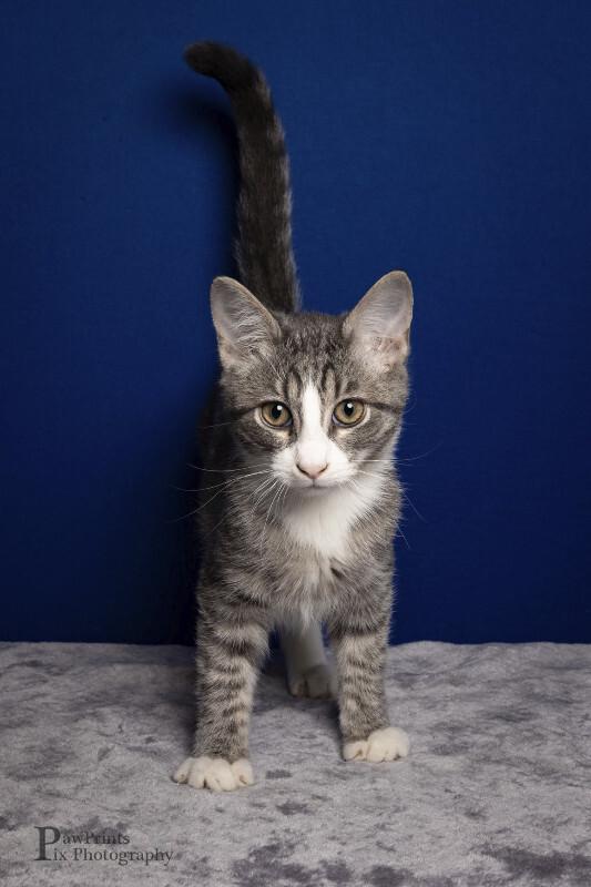 Enlarge Sullivan, a Adoptable Domestic Short Hair in Maryville, TN image 1/1
