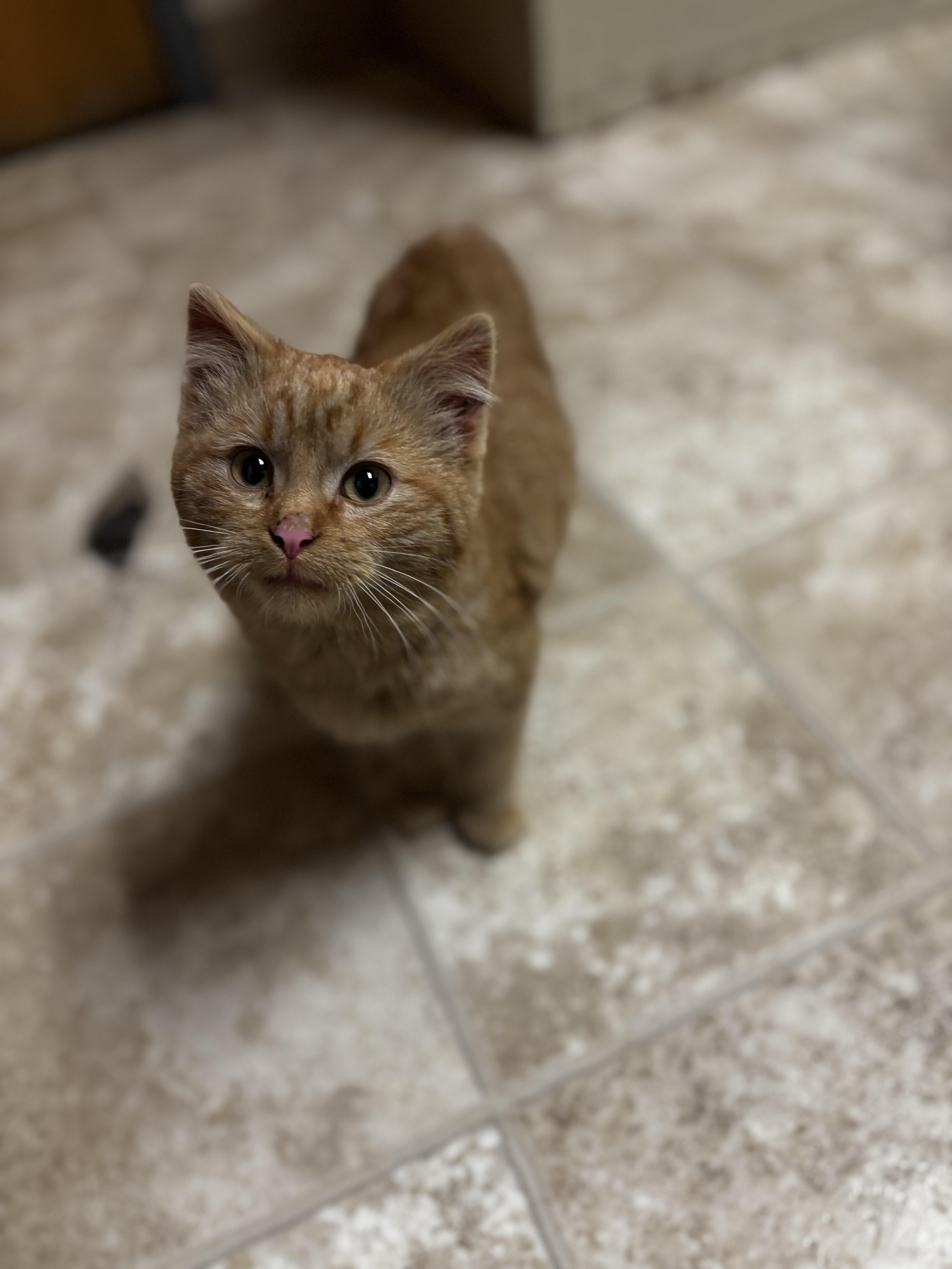 Clementine, ADOPTABLE, Kitten Male Domestic Short Hair.
