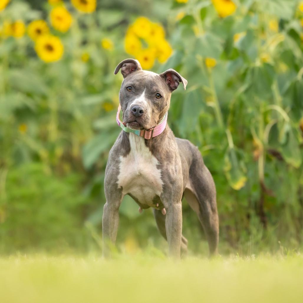 Enlarge Star, a Adoptable mixed breed in Durham, NC image 1/6