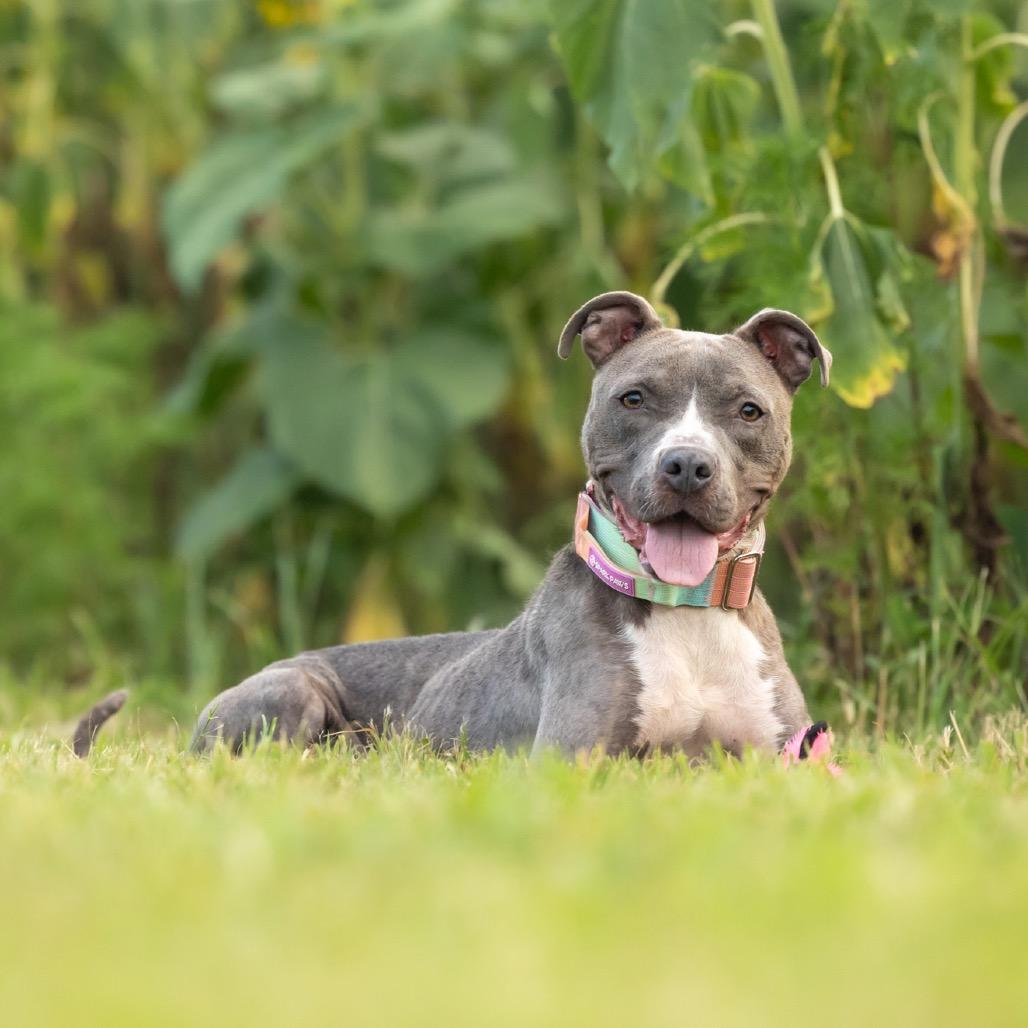 Enlarge Star, a Adoptable mixed breed in Durham, NC image 2/6