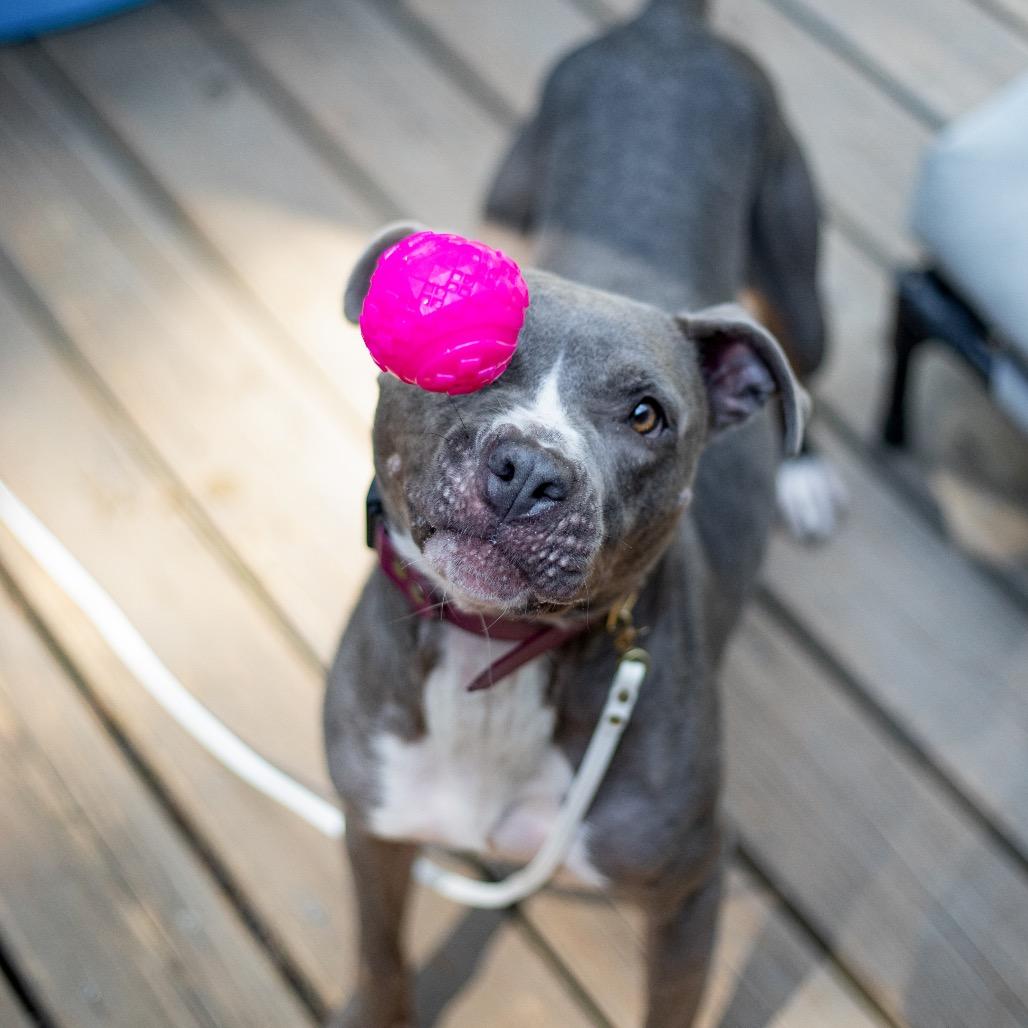 Enlarge Star, a Adoptable mixed breed in Durham, NC image 1/6