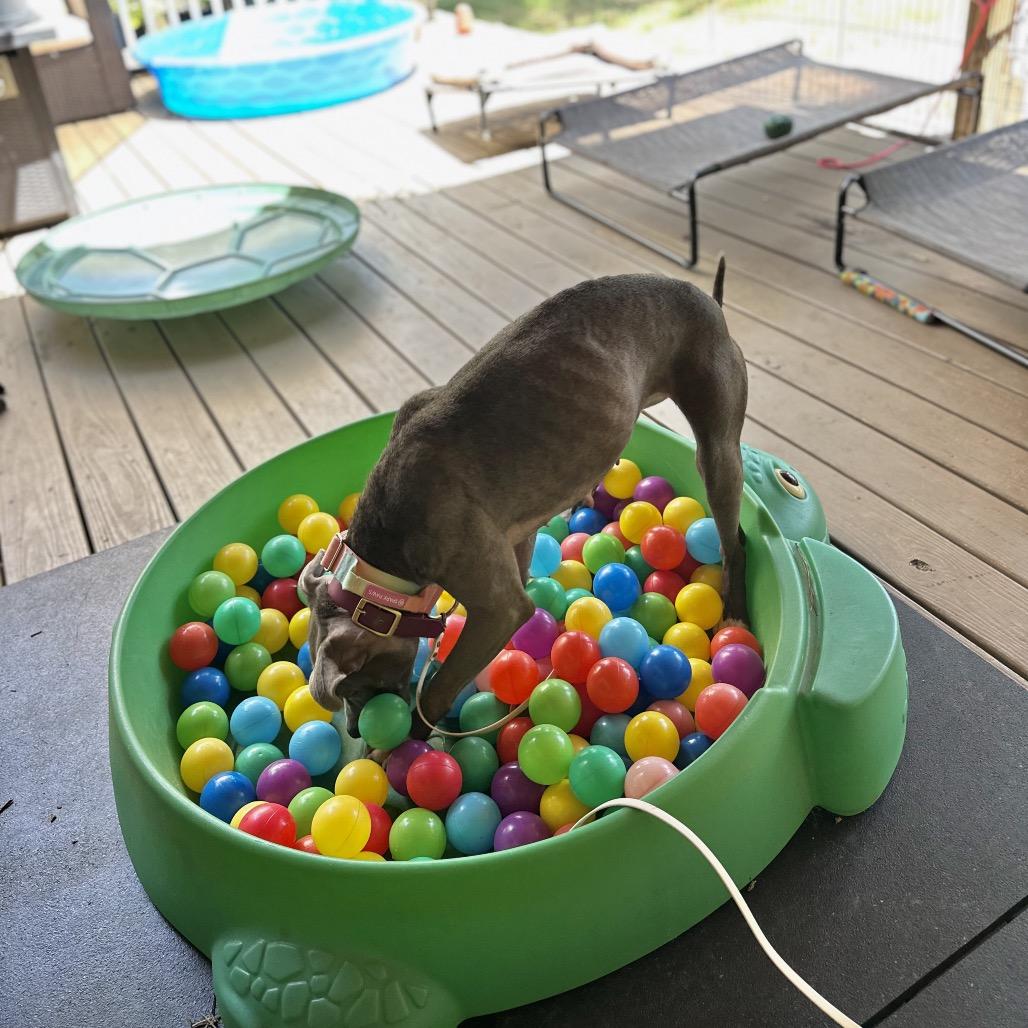 Enlarge Star, a Adoptable mixed breed in Durham, NC image 3/6