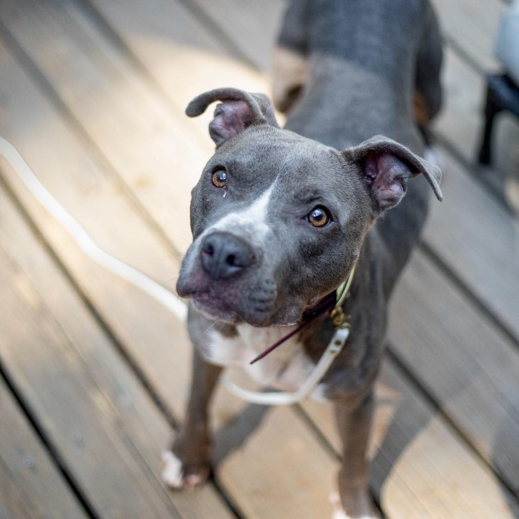 Enlarge Star, a Adoptable mixed breed in Durham, NC image 4/6