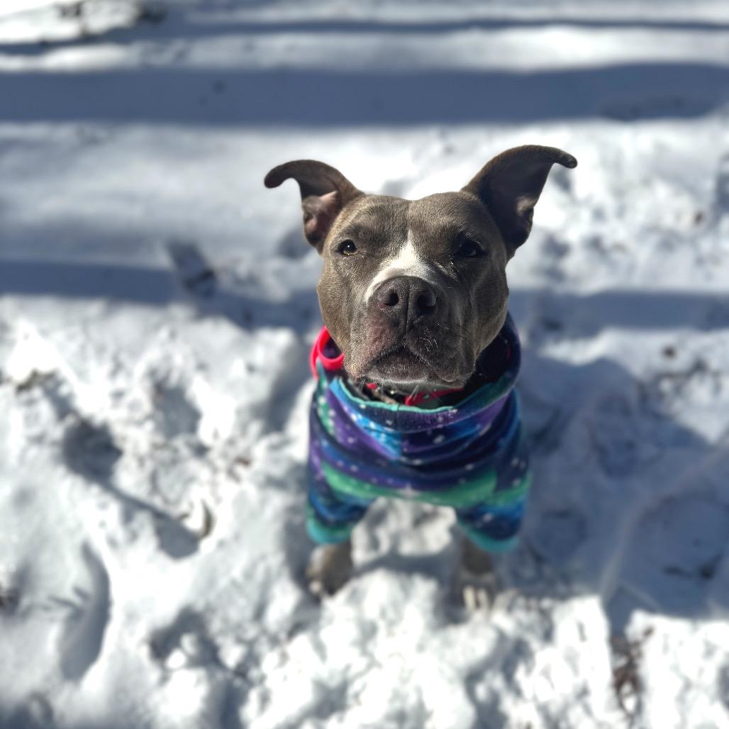 Enlarge Star, a Adoptable mixed breed in Durham, NC image 5/6