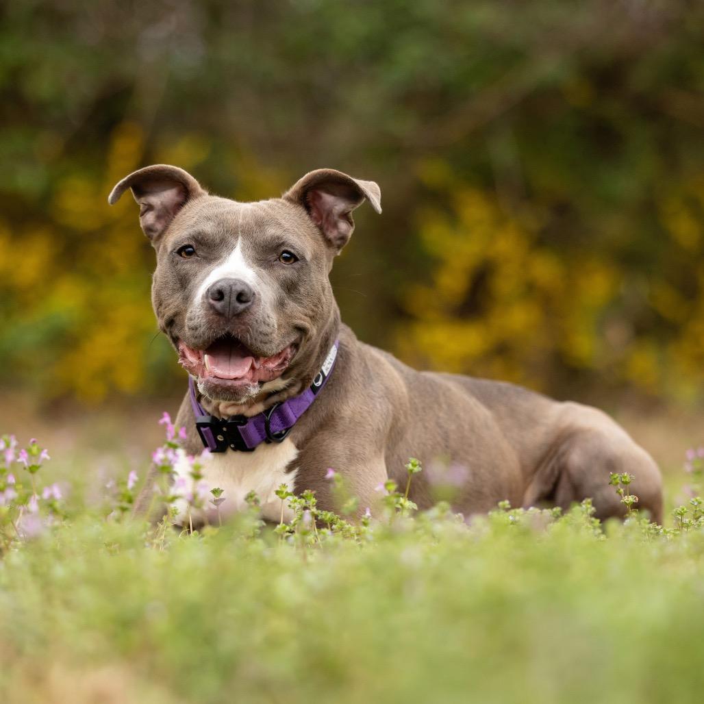 Enlarge Star, a Adoptable mixed breed in Durham, NC image 5/6