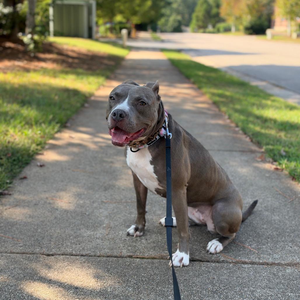 Enlarge Star, a Adoptable mixed breed in Durham, NC image 4/5